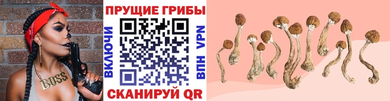 Галлюциногенные грибы прущие грибы  Кузнецк 